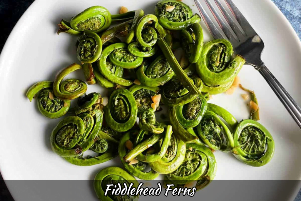 Fiddlehead Ferns