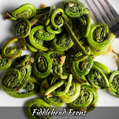 Fiddlehead Ferns