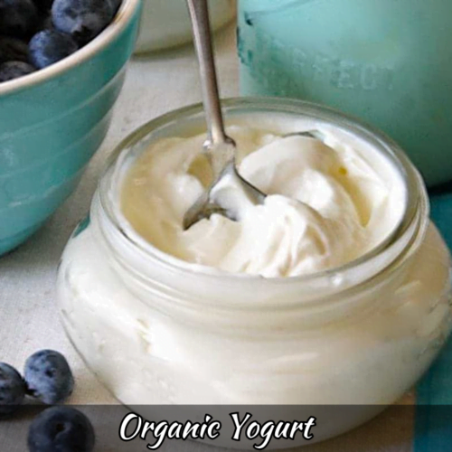 Organic Yogurt Recipe How to Make Organic Yogurt at Home Foodie Front