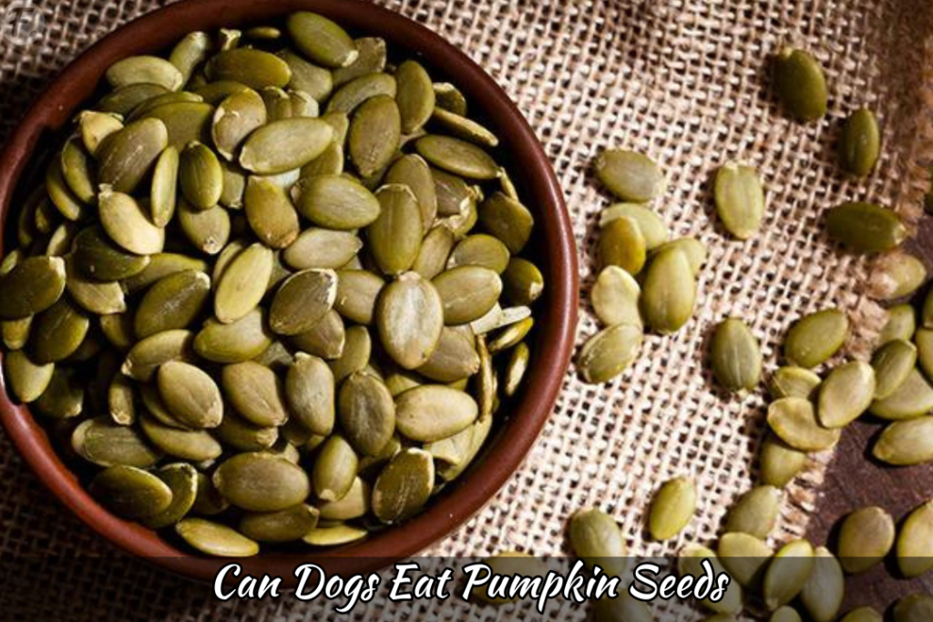 Pumpkin Seed